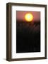 Feather Grass (Stipa Sp) at Sunset in the Steppe of Cherniye Zemli Nr, Kalmykia, Russia-Shpilenok-Framed Photographic Print