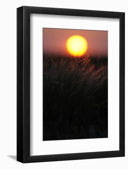 Feather Grass (Stipa Sp) at Sunset in the Steppe of Cherniye Zemli Nr, Kalmykia, Russia-Shpilenok-Framed Photographic Print