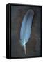 Feather Grey-Den Reader-Framed Stretched Canvas