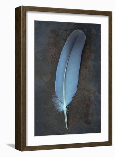 Feather Grey-Den Reader-Framed Photographic Print