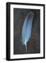 Feather Grey-Den Reader-Framed Photographic Print