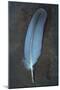 Feather Grey-Den Reader-Mounted Photographic Print