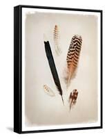 Feather Group II-Debra Van Swearingen-Framed Stretched Canvas