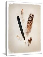 Feather Group II-Debra Van Swearingen-Stretched Canvas