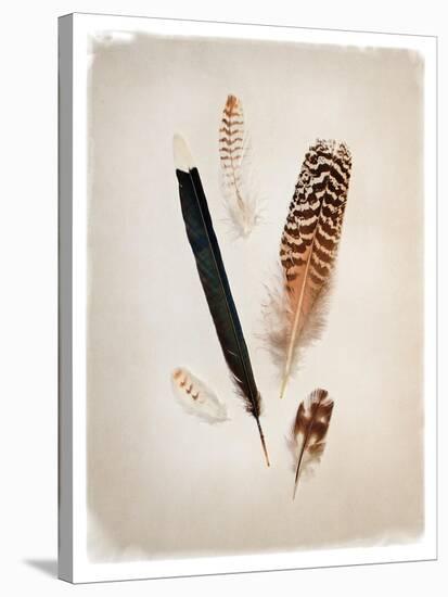 Feather Group II-Debra Van Swearingen-Stretched Canvas