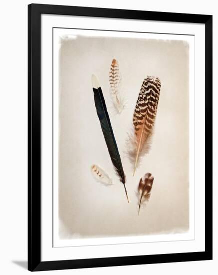 Feather Group II-Debra Van Swearingen-Framed Art Print