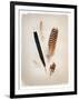 Feather Group II-Debra Van Swearingen-Framed Art Print