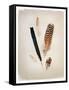 Feather Group II-Debra Van Swearingen-Framed Stretched Canvas