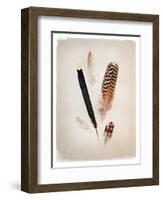 Feather Group II-Debra Van Swearingen-Framed Art Print