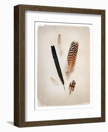 Feather Group II-Debra Van Swearingen-Framed Art Print