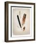 Feather Group II-Debra Van Swearingen-Framed Art Print