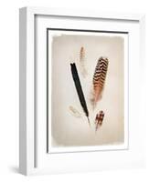 Feather Group II-Debra Van Swearingen-Framed Art Print