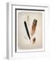 Feather Group II-Debra Van Swearingen-Framed Art Print