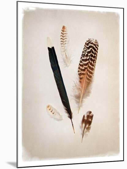 Feather Group II-Debra Van Swearingen-Mounted Art Print