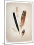 Feather Group II-Debra Van Swearingen-Mounted Art Print