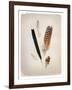 Feather Group II-Debra Van Swearingen-Framed Art Print