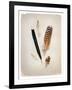 Feather Group II-Debra Van Swearingen-Framed Art Print