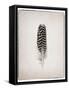 Feather I BW-Debra Van Swearingen-Framed Stretched Canvas