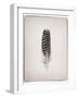 Feather I BW-Debra Van Swearingen-Framed Art Print