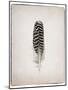 Feather I BW-Debra Van Swearingen-Mounted Art Print