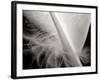 Feather I-Jim Christensen-Framed Photographic Print