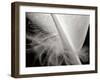 Feather I-Jim Christensen-Framed Photographic Print