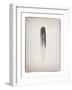 Feather II BW-Debra Van Swearingen-Framed Art Print