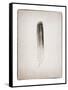 Feather II BW-Debra Van Swearingen-Framed Stretched Canvas