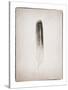 Feather II BW-Debra Van Swearingen-Stretched Canvas