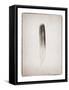 Feather II BW-Debra Van Swearingen-Framed Stretched Canvas