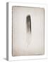 Feather II BW-Debra Van Swearingen-Stretched Canvas