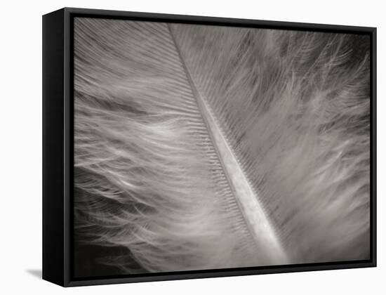 Feather II-Jim Christensen-Framed Stretched Canvas