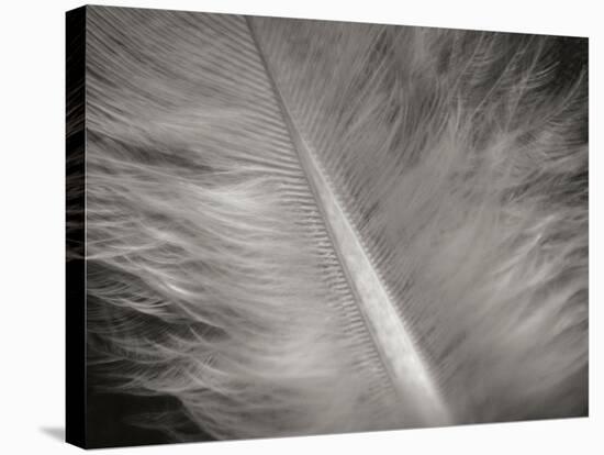 Feather II-Jim Christensen-Stretched Canvas
