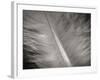 Feather II-Jim Christensen-Framed Photographic Print