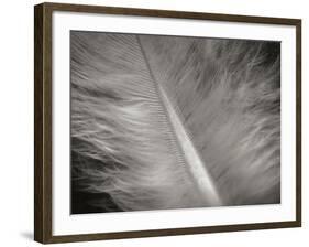 Feather II-Jim Christensen-Framed Photographic Print
