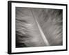 Feather II-Jim Christensen-Framed Photographic Print