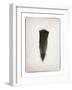 Feather III BW-Debra Van Swearingen-Framed Art Print