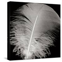 Feather III-Jim Christensen-Stretched Canvas