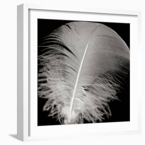Feather III-Jim Christensen-Framed Photographic Print