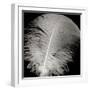 Feather III-Jim Christensen-Framed Photographic Print