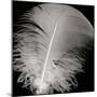 Feather III-Jim Christensen-Mounted Photographic Print