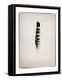 Feather IV BW-Debra Van Swearingen-Framed Stretched Canvas