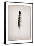 Feather IV BW-Debra Van Swearingen-Framed Stretched Canvas