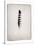 Feather IV BW-Debra Van Swearingen-Stretched Canvas