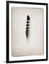 Feather IV BW-Debra Van Swearingen-Framed Art Print