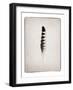 Feather IV BW-Debra Van Swearingen-Framed Art Print