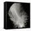 Feather IV-Jim Christensen-Framed Stretched Canvas