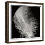 Feather IV-Jim Christensen-Framed Photographic Print