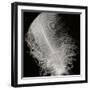 Feather IV-Jim Christensen-Framed Photographic Print