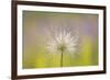 Feather Light-Staffan Widstrand-Framed Giclee Print